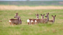 Wild Roe Deer Herd In A Field (Capreolus Capreolus)