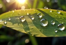 Beautiful Water Drops Sparkle In Sun On Leaf In Sunlight. Big Droplet Of Morning Dew Outdoor
