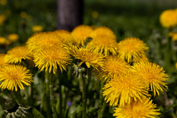 yellow spring dandelions blooming in the field