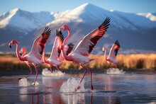 Flight Of Elegance: Flamingos Over Lake
