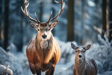 Fototapeta Zwierzęta - Deer in the forest. Merry christmas and happy new year concept, outdoor recreation in winter holidays. Background