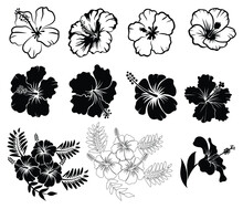 Collection Of Hibiscus Flower Silhouettes, Outlined Vetor Illustration
