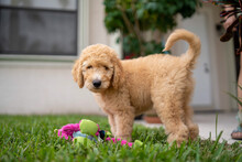 Cute Golden Doodle Puppy Staring At Camera While Hovering Over Dog Toy