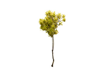 Isolated image of a tree with beautiful leaves on a png file at transparent background.