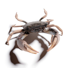 3D computer-rendered illustration of a rock crab.