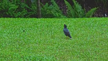 A Common Or Indian Myna Bird ( Acridotheres Tristis) On A Grassy Field In The Centre Of Singapore. Handheld Tele Shot