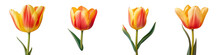 Tulip In Yellow And Red Background Is Black And Isolated In Transparent Background
