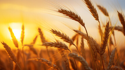 Wall Mural - Wheat crop in the field at sunset