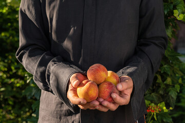 Wall Mural - Organic fruits. Healthy food. Fresh organic peaches in farmers hands. Agriculture and farming concept