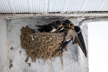 Nest On The Roof Of A House Of Swallows With Chicks Asking For Food For Their Mother. Hirundo Rustica, Mud Swallow Nest In Springtime