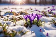 Beautiful Crocus Flower In The Snow. Spring Season Beautiful Crocus Flower In The Snow. Spring Season Beautiful Spring Flowers In The Forest