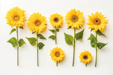 Collection Of Beautiful Sunflower Flowers On Solid Background.