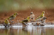 Group of Red headed weaver and Grey headed Sparrow bathing in waterhole in Kruger National park, South Africa ; Specie Anaplectes rubriceps family of Ploceidae