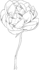 Poster - Peony flower hand drawn