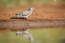Emerald Spotted Wood-Dove Along Waterhole In Kruger National Park, South Africa ; Specie Turtur Chalcospilos Family Of Columbidae