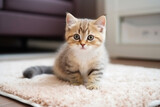 Fototapeta Koty - Domestic Cat at Home