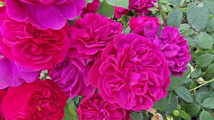 Wall Mural - branches of rose with beautiful bright crimson flowers, close up