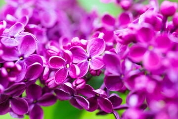 Wall Mural - Purple lilac flowers macro background, flower background