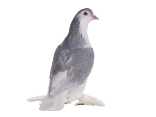 Poster - lahore pigeon isolated on white background