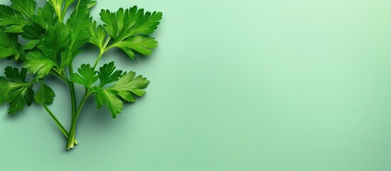 Canvas Print - Parsley against isolated pastel background Copy space