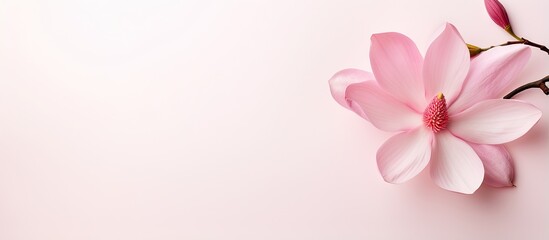 Wall Mural - Isolated pink magnolia flower on a isolated pastel background Copy space full depth of field