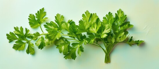 Wall Mural - parsley isolated pastel background Copy space