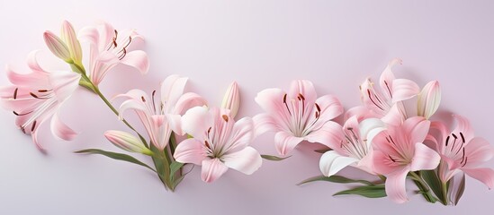 Sticker - White and Pink Alstroemeria flower photographed on a isolated pastel background Copy space in closeup