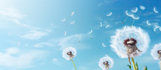 Aufkleber - Dandelion spores blowing away against isolated pastel background Copy space