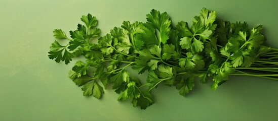 Canvas Print - Organic parsley on a isolated pastel background Copy space