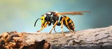 A Polished Wasp On A Tree Trunk Isolated Pastel Background Copy Space