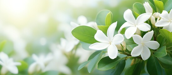 Wall Mural - White jasmine flower in a garden with blurred green leaves background Perfect for Mothers Day isolated pastel background Copy space