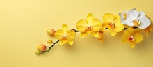 Yellow Orchid Isolated On A Isolated Pastel Background Copy Space With Path