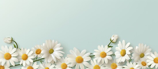 Wall Mural - Top view of chamomile or daisies with leaves on a isolated pastel background Copy space