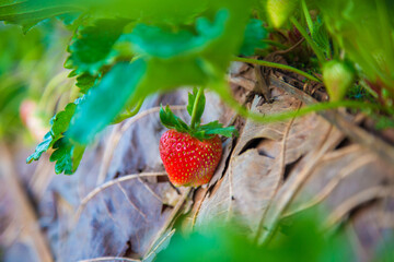 Wall Mural - Organic strawberry plantation on mountain hill ready for harvest