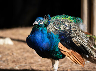 Wall Mural - Male Blue peacock bird close up