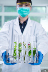 Wall Mural - Scientist holding a set of plants and flower tube. Concept of botanical, chemistry, ecology and biology laboratory. Environmental and sustainability green energy experiment research. Medical glassware