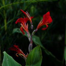 Flor Vermelha - Canna Generalis