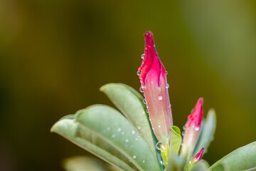 Wall Mural - Impala Lily, Pink Bignonia close up shot.