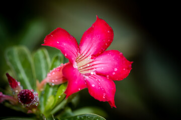 Wall Mural - Impala Lily, Pink Bignonia close up shot.