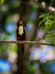 Wall Mural - king fisher on a  tree branch