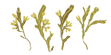 Set Of Edible Seaweed Fucus Or Bladder Wrack. Algae Healthy Supplement. Vector Illustration