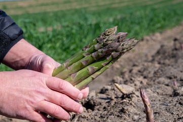 Worker's hands with bunch of fresh green asparagus sprouts growing on bio farm field in Limburg, Belgium, new harvest