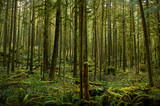 Scenic west coast rainforest, rich in moss, sword ferns, cedar trees, and Douglas fir trees. Hiking Trail in Skookumchuck Narrows Provincial Park. Sunshine Coast, British Columbia, Canada