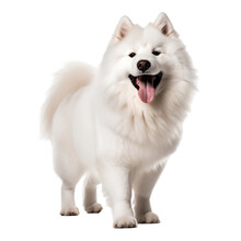 Simonian Dog Samoyed Dog Free Stock Photo - Public Domain Pictures