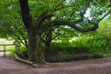Fototapeta Do pokoju - trees in the park