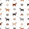Pomsky seamless pattern. Pomeranian Husky mix. Different coat colors set