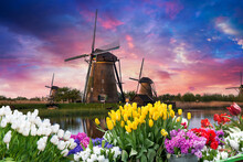 Windmill In Holland Michigan - An Authentic Wooden Windmill From The Netherlands Rises Behind A Field Of Tulips In Holland Michigan At Springtime. High Quality Photo