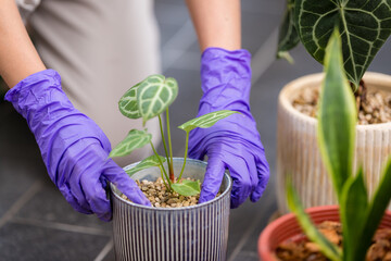 Sticker - Woman put her anthurium crystallinum plant into a pot at home