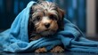 Beautiful bathed reddish havanese dog wrapped in a blue towel
