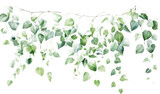 Fototapeta Konie - Watercolor vines jade color on Transparent Background